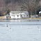 Many swans on Omena Lake