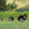 Berryessa Wild Turkeys