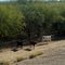 Cows on the Upstream Side of Powerline FRS