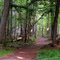Trail leading to the falls