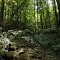 Salamonie State Forest