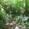 Salamonie State Forest