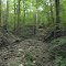Salamonie State Forest