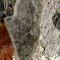 Maj Gen W  Lithgow 1794; this stone has been partly engulfed by a pine tree