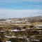 (1)Prairie Deer in Winter, North Table Mountain, Jefferson County, Colorado
