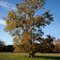 Alisal Road Tree