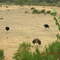 Ostrich Refuge