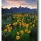 Teton Twilight