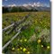 Flowery Landscape