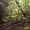 OLLIS CREEK TRAIL