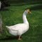 White Chinese Goose