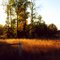 summer field