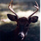 4 point