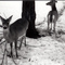 baby deer