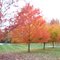 Fall in Johnstown