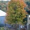 Fall foliage in Johnstown