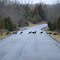 Turkey Crossing - Charlestown State Park