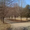 Tree lined driveway