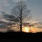 Tulip Poplar at Sunset