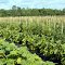 U-Pick Farm