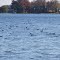 Loons gathering on First Lake/Baw Beese Lake
