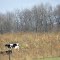 pumpkins make cows happy in the thanksgiving season