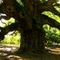 Angel Oak