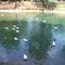 Duck Pond Jasper, GA