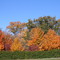 Fall Colors, N. Ga. Mountains 10/06