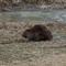 Illinois beaver