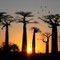 Avenue de baobab