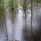 Flooded Forest