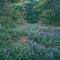 Lupine, RomeSand Plains, Rome, NY
