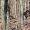 wild turkey at lake cumberland state park