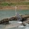Great Blue Heron in Cannie Creek