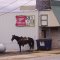 Horse at the Pub