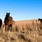 Horses in a field