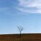 a tree
