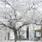 Atchison, Kansas Ice Storm 12/2007