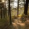 Enchanted Forest