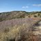 Road to Bogus