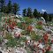 Mores Summit Wildflowers