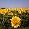 Kansas Sunflowers.