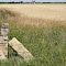 limestone fenceposts around waves of grain, wheat to be harvested, Lacrosse, KS