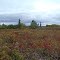 Fall Tundra
