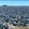 A Sea of Blue in the Desert