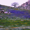 Sierra Foothills Spring