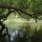 Calm Cove on the Lower Kern River