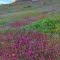 Early Spring, Kern River
