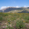 Spring Flowers, Anza-Borrego Desert